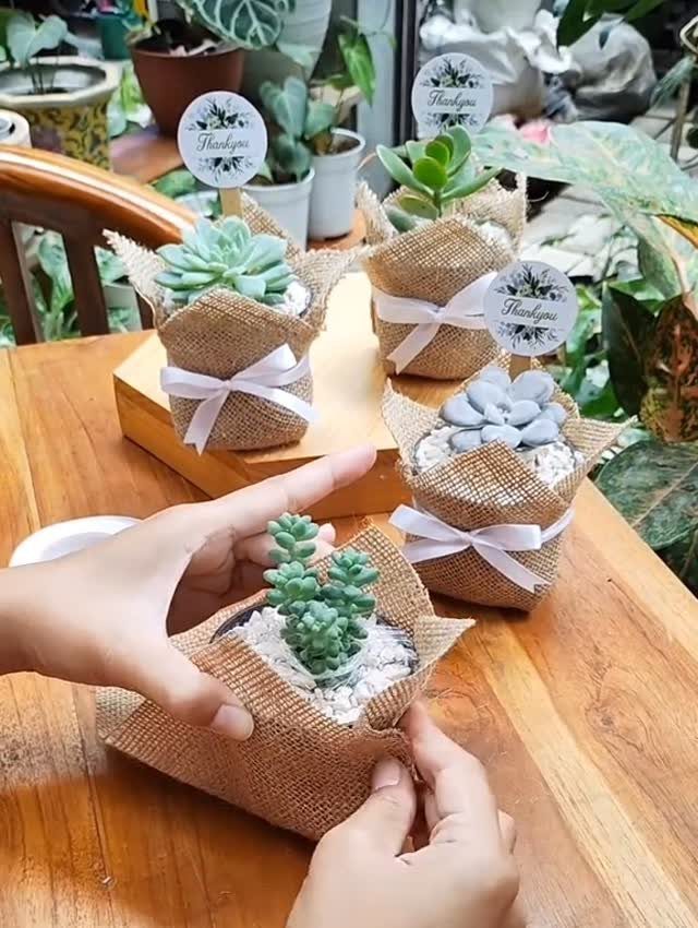 Small succulent plants wrapped in burlap with white ribbons on a wooden table.