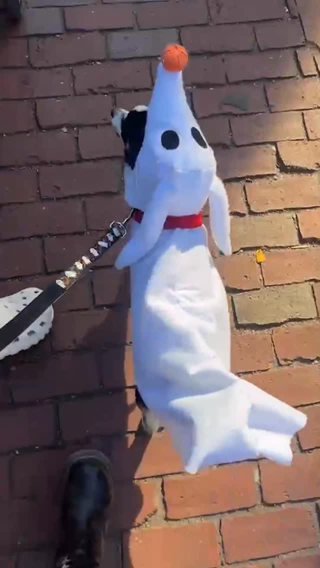 Dog wearing a white Zero ghost costume with a pumpkin nose on brick pavement